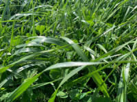 виробник насіння суміші трав газонних кормових Плевел